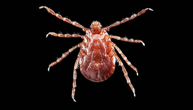 <p>La garrapata de cuernos largos descubierta en 2017 en la costa este de EE UU se propaga muy rápidamente. / Center for Disease Control and Prevention</p>