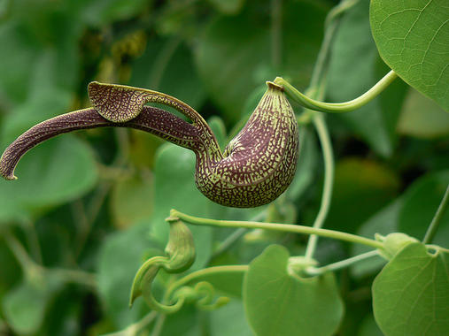<p>Ejemplar de Aristolochia, un género de plantas usado en medicina tradicional china . / <a href="http://www.flickr.com/photos/91314344@N00/612268555/in/photolist-W737p-2j1udr-2ZCA5w-49xnHe-49QA4r-4JMvKP-63uYxz-63z7Km-65khqR-6tUfQ4-6RbgkA-6RQmuA-7oQwqc-7oUoVm-7E4ChA-9jsyvw-9jsyz7-9jpspT-awahLC-aw7APK-9REnQ7-a7Rzux-a7Uscd-bBhqCF-bonwhE-em297w-bBhoD6-bonu1A-bontUo-fa9iQU-fa9iM9-fa9iUd-8YcgaY-akR9x5-aKbrYH-9JqHec-9pWjuf-9oPLK6-7Y3HqA-7P1RYH-7P5KnN-f9U6dF-8TGUYP-8TGXst-afeQAF-bBhshe-bony2o-bony6w-7XZsTF-bX1dbr-bX1cUR" target="_self">Dinesh Valke</a></p>