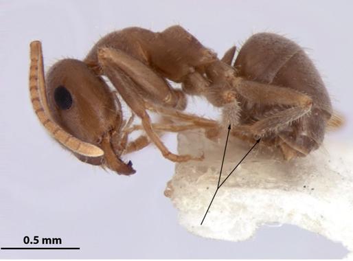 <p>Un ejemplar de <em>Lasius balearicus.</em>/ UPF</p>