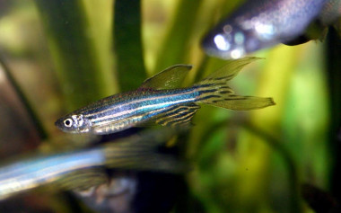 <p>Pez cebra (<em>Danio rerio</em>). / UGR</p>