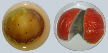 <p>Manzana y tomate a los cinco días de infección con <em>Alternaria alternata</em>. / María Garrido Arandia, CBGP, UPM, Laboratorio 151</p>
