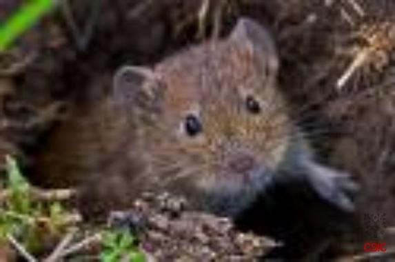 <p>Los investigadores señalan que no hay evidencia de que la plaga de topillos afectara dramáticamente a la producción agrícola. En la imagen, el topillo común (<em>Microtus arvalis</em>). Foto: CSIC.</p>