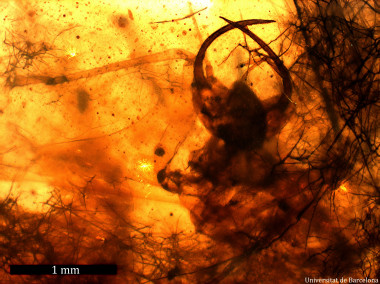 <p>El fósil es una larva depredadora del grupo de los neurópteros recubierta por una maraña de pequeños filamentos de origen vegetal. Imagen: UB.</p>