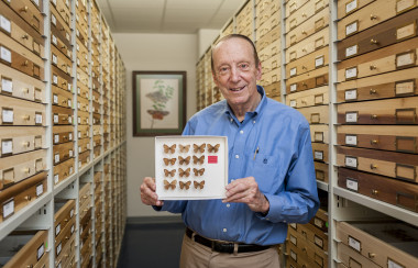 <p>El entomólogo estadounidense Thomas Emmel en 2018 con la colección de <em>Cyllopsis tomemmeli </em>que recogió en México a la edad de 17 años. / Kristen Grace (Florida Museum)</p>