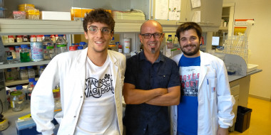 <p>Los científicos Jordi Pujols, Salvador Ventura y Samuel Peña en el laboratorio del IBB-UAB. / UAB</p>