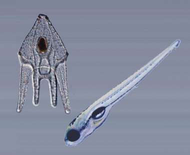 <p>Una mutación genética, que tuvo lugar hace más de 700 millones de años, podría haber contribuido al desarrollo de algunos órganos en humanos y en otros vertebrados. / UB</p>
