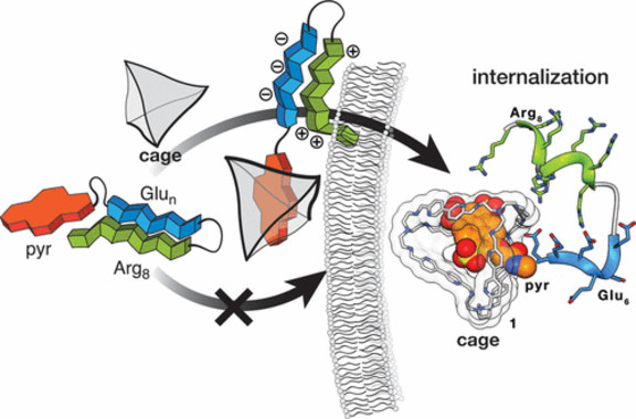 <p>Un péptido sintético de oligoarginina ( Arg<sub>8</sub>) con ácido glutámico (Glu<sub>n</sub>) y una piranina aniónica (pyr) no puede atravesar la membrana celular a no ser que una ‘jaula’ (<em>cage</em>) supramolecular se una a la piranina. Curiosamente, los dos componentes por separado (jaula y péptido) son incapaces de cruzar la membrana solos. / CiQUS et al.</p>