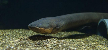 <p>Anguila eléctrica en un acuario. / David de Santana</p>