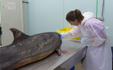 <p>La investigadora Consuelo Rubio-Guerri antes de comenzar una necropsia con un delfín mular. / Fundación Oceanogràfic</p>