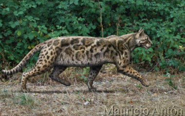 <p>Recreación de <em>Leptofelis vallesiensis</em>, un felino esbelto que vivió en la península ibérica hace alrededor de 9,5 millones de años. / Mauricio Antón</p>