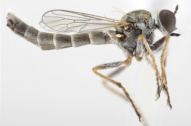<p>La nueva especie de mosca asesina, <em>Trichoura pardeos. / T</em>orsten Dikow</p>