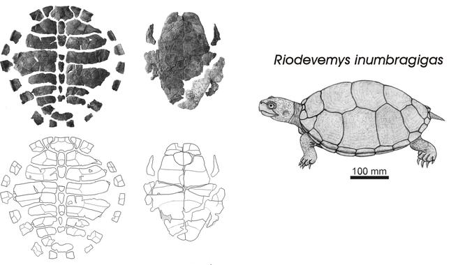<p>Hallaron los restos parciales de un esqueleto de una nueva especie de tortuga, que incluye el caparazón desarticulado, el plastrón articulado y diferentes huesos de las cintura pélvica y escapular. / Fundación Dinópolis.</p>