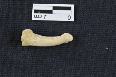 <p>Falange del pie de <em>Homo luzonensis</em>. / © Callao Cave Archaelogy Project</p>