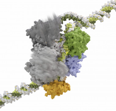 <p>Cambios conformaciones en CRISPR Cas12a observados por criomicroscopía electrónica  de alta resolución durante la reacción de corte de la molécula de ADN. La imagen representa los movimientos en el complejo formado por Cas12a el CRISPR ARN y el ADN procesado. / Dan W. Nowakowski / N Molecular Systems, Inc.</p>