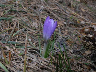 <p><em>Crocus carpetanus</em> Boiss. & Reut. en la Sierra de Guadarrama (Madrid). / Juan Manuel Martínez Labarga.</p>