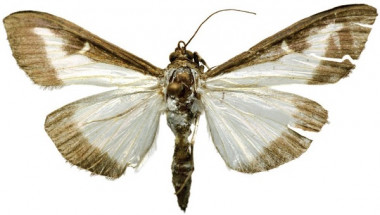 <p>Uno de los individuos de <em>Cydalima perspectalis</em> encontrados en el Real Jardín Botánico. / Antonio Vives Moreno</p>