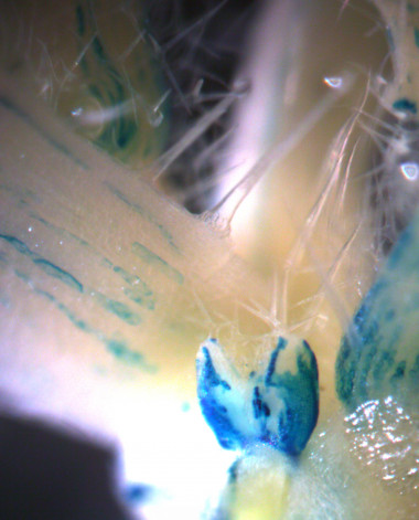 <p>Yema axilar (primordio de rama), donde se acumula el gen TIE1 (en azul) impidiendo la acción del gen BRANCHED1 / Pilar Cubas, CNB-CSIC</p>