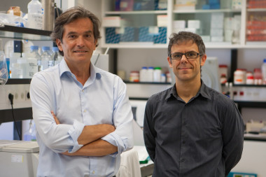 <p>Los doctores José A. Martínez Climent y Eloy Robles, investigadores del CIMA de la Universidad de Navarra. / Manuel Castells</p>