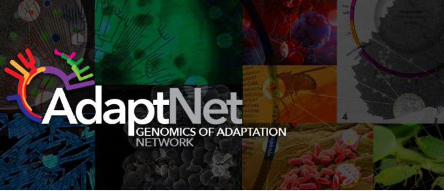 <p>AdaptNET impulsará la colaboración de los equipos de investigación en el marco de la genómica evolutiva y potenciará la divulgación de sus avances a toda la sociedad. / UB</p>