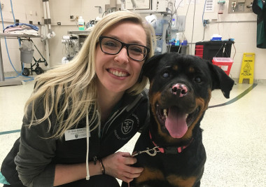 <p>La veterinaria Brea Sandness junto a la rottweiler Stella, que sufrió quemaduras de segundo y tercer grado y desarrolló úlceras en los ojos por el contacto con el fuego. / Michigan State University</p>