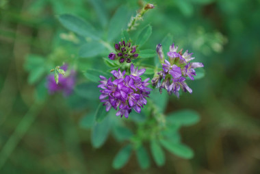 <p>La técnica sería muy útil para introducir proantocianidinas en plantas como la alfalfa. / <a href="https://www.flickr.com/photos/wackybadger/4305946722/in/photolist-7yv6WJ-9p5cUK-WvYg81-6zSHXV-cUKB7y-CKQob-TBWKnA-VQrsRh-4CRPJ4-9p8fw9-9p5c9z-39YxYc-9exrDM-72DbFU-5ZTNLr-6q5nsX-6AUcEM-8u2rFa-9UhVEc-cxLg8m-a7r29B-3pKEyC-7jenFK-7XFXTc-9h4Tdz-9h4Tgk-GFWVUU-REoRuC-VJC1vw-o7kzjw-WEjbCd-YChpVz-YNrUkT-YNrUVa-YcgMJm-YNrUuv-YxbUr1-YcgLSG-YxbU6m-YxbSkC-pp38gX-n8wMdu-YNrVjg-h5Zfis-mHGa8-9h81Qo-sdiU3t-jjiJK9-bkAGSM-rD4a2J" title="Ir a la galería de Joshua Mayer" target="_blank">Joshua Mayer</a></p>