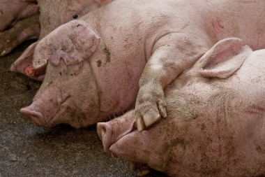 <p>Más de un tercio de la producción ganadera de España se centra en la especie porcina. / <a href="https://flic.kr/p/7J7KPf" target="_self">Alejandro Arango</a></p>