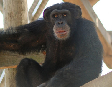 <p>Chimpancé en cautividad en el Centro de Investigación de New Iberia, donde se realizó el ensayo de vacuna contra el Ébola para la conservación de los chimpancés salvajes. / Jeremy Breaux, New Iberia Research Council. </p>