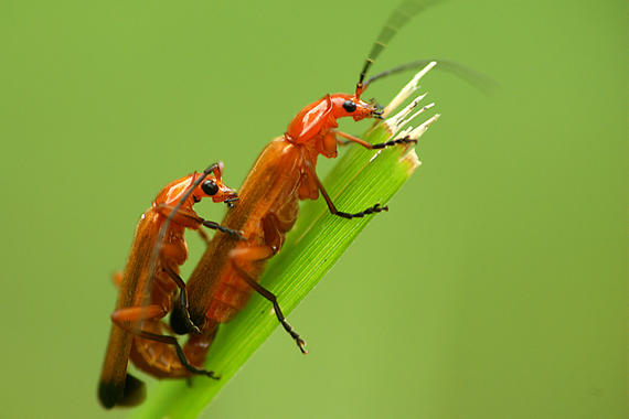 <p>El genoma de algunos insectos aportará información sobre su resistencia a los insecticidas. Imagen: Alberto Barrera.</p>