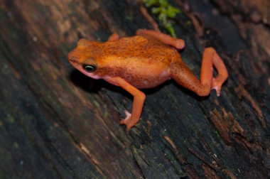 <p><em>Atelopus flavescens</em>, un sapo endémico de la Guayana Francesa, cuenta con apenas 400 km<sup>2</sup> de hábitat natural debido a la deforestación. / Franceso Ficetola</p>