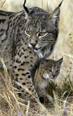 <p><a href="http://plataformasinc.es/index.php/esl/imagenes/inicio/(imagen)/32355/(offset_imagenes)/5/(criterio)/ultimos" target="_self">El lince ibérico (<em>Lynx pardinus</em>) está en peligro crítico de extinción en España</a>. Foto: Programa de Conservación Ex situ del Lince Ibérico.</p>