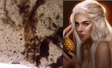 <p>Una nueva especie cuidadora de la prole, la <em>Daenerytanais maieuticus</em>, debe su nombre al personaje de ficción Daenerys Targaryen, Madre de Dragones, la <em>Khaleesi</em> de la serie <em>Juego de Tronos</em>. / UB</p>