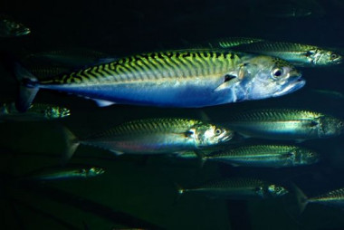 <p>Imagen de peces. / <a href="http://160.111.248.28/content/2012/05/24/01/96788_580_360.jpg" target="_self">Encyclopedia of Life </a></p>