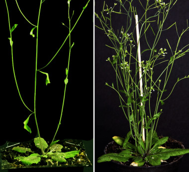 <p>La planta <em>Arabidopsis thaliana</em> con diferentes patrones de ramificación. / Pilar Cubas (CNB-CSIC)</p>