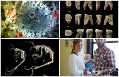 <p>En sentido horario: ilustración del VIH, dientes encontrados en China de una especie desconocida, minúsculos camarones californianos descubiertos por un español y la madre a la que, embarazada de 22 semanas, se le sustituyó una válvula aórtica con éxito. </p>
