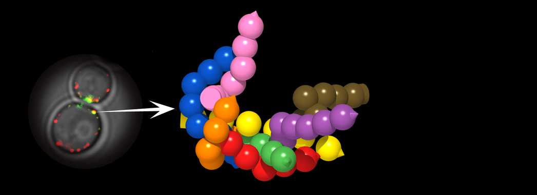 <p>A la izquierda, visualización en vivo de nanomáquinas con técnicas actuales de microscopia; a la derecha, el nuevo método permite ver en 3D las nanomáquinas en vivo 25 veces mejor / O. Gallego, IRB Barcelona</p>