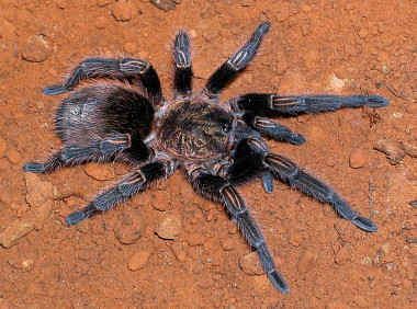 <p/>Tarántula <em>Thrixopelma pruriens. </em>De su veneno se extrae ProTXII. / Copyright <a href=