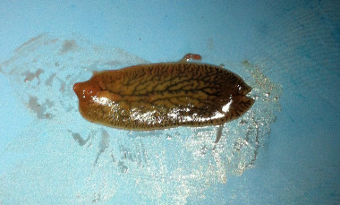 <p>Ejemplar de duela del hígado (<em>Fasciola hepatica</em>), la especie de helminto parásito utilizada en la investigación. / <a href="https://es.wikipedia.org/wiki/Fasciola_hepatica#/media/File:FasciolaHepatica1.jpg" target="_blank">V42picaa</a></p>