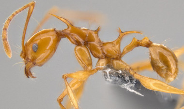 <p><em>Viserion pheidole</em>, una de las especie recién descubiertas en Papúa Nueva Guinea, fotografiada con técnicas tradicionales. / OIST</p>