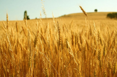 <p>El autor señala que la decisión de la UE puede llevar a depender más de las importaciones como ya pasa con el maíz y el trigo que son, además, transgénicos, minando aún más las posibilidades del sector agronómico europeo. / Thokrates</p>