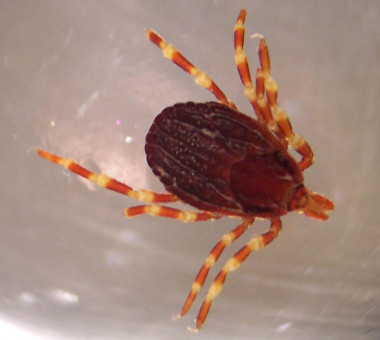 <p>En la península ibérica las especies más abundantes de garrapata son <em>H. marginatum </em>(en la imagen) y <em>H. lusitanicum.</em> /<em> </em><a href="https://es.wikipedia.org/wiki/Hyalomma_marginatum#/media/File:Hyalomma_marginatum.jpg" target="_blank">Adam Cuerden</a></p>