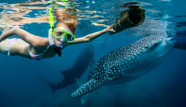 <p>En Oslob, en la isla filipina de Cebu, los tiburones ballena son alimentados para que los turistas naden junto a ellos. / © Adobe Stock</p>