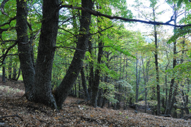 <p>Bosque de castaños en El Tiemblo (Ávila). Imagen: Enrique Sacristán</p>