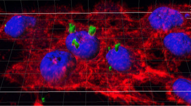 <p>Los nanocompuestos son capaces de penetrar en el interior de las céluas y liberar la proteína terapéutica. Imagen: UAB.</p>