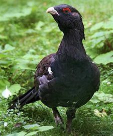 <p>Urogallo. Foto: Richard Bartz</p>