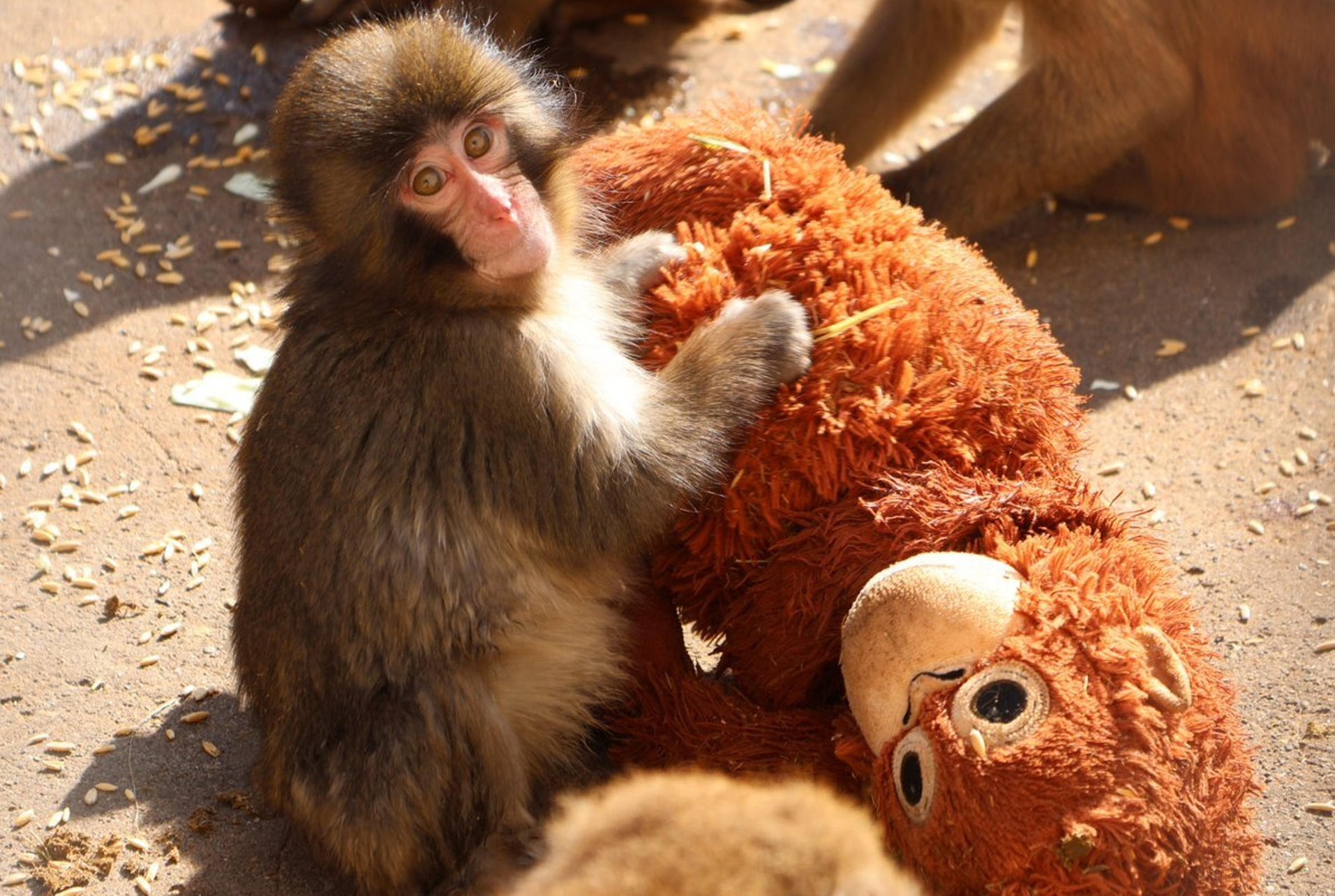 El ‘efecto peluche’: por qué el macaco Punch necesita a su orangután de juguete