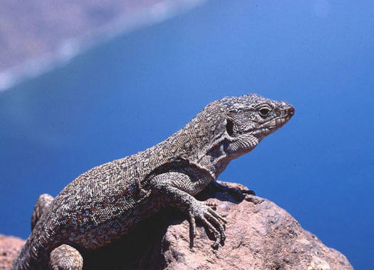 <p>Lagarto moteado canario en libertad en los acantilados de Teno (Tenerife). <a href="http://www.plataformasinc.es/index.php/esl/imagenes/inicio/(imagen)/59553" target="_self">Imagen</a>: Aurelio Martín.</p>