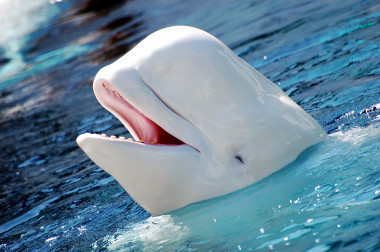 <p>Las belugas (<em>Delphinapterus leucas</em>), que al nacer son de color gris, viven en la región ártica y subártica en estado salvaje. Según la Unión Internacional para la Conservación de la Naturaleza (UICN), se encuentra en estado ‘casi amenazado’. / <a href="http://upload.wikimedia.org/wikipedia/commons/e/e2/Delphinapterus_leucas_2.jpg" target="_blank">Wikipedia</a></p>