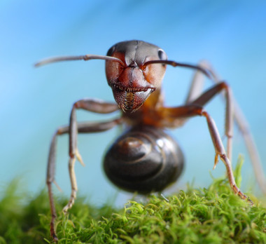 <p>Hormiga roja europea. / Antrey-Fotolia.com</p>