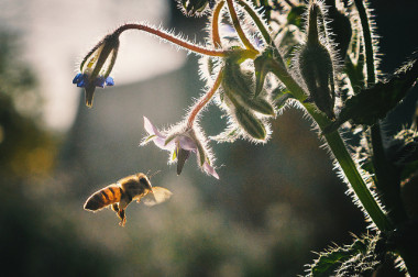 <p>Las abejas son especialmente vulnerables al cambio climático ya que tienen poca capacidad de reacción ante los desastres naturales. / <a href="https://www.flickr.com/photos/emiliokuffer/15063655551/in/photolist-oX8aZa-dS7nvA-eeuYCv-5Yrzf8-psDtRA-bzPNTi-aWcmUV-bfYVDT-egs3v7-ddFF6Z-dMGqFy-dgwxNt-bu2Uur-4gnqqQ-aohfwT-9cyfoz-9rN176-92BXPk-9rQY69-9rQYqj-4pW4RV-4pW1Gp-HP5bh-dUfHor-qMHxRo-8hcdtc-dUfJLn-oE26L5-pDiSf6-8GwFdX-4q16wY-oRH4i4-rddKs-rddJL-rddNi-ETjTus-LFoTx-pw4EcQ-pNAd8w-pNvU3e-pDHKLN-rddPc-brXz3B-pDFnbc-rddMa-aeDw5c-pNhetx-6Hqx41-8eBmp4-onyoao" target="_blank">Emilio Küffer</a></p>