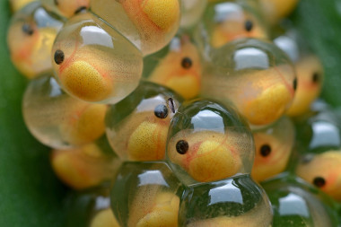 <p>Huevos de rana antes de que salgan los renacuajos. / <a href="https://simple.wikipedia.org/wiki/Amphibian#/media/File:Frog_eggs.jpg" target="_blank">Wikipedia </a></p>